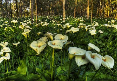 Forest-HDR - pretty, cali, sunrise, forest, flowers, hdr, nice, calla, trees, beautiful, photography, beauty, lovely, cool, flower, white, nature, sunset, green