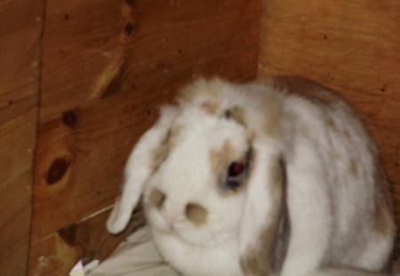 rabbit in a hutch - pets, rabbit, animals, wood