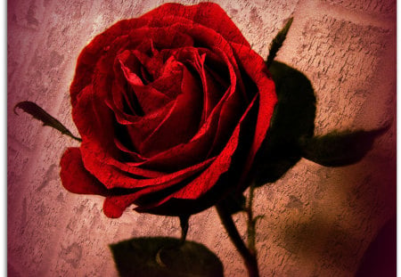 red rose - image, still life, texture, red rose