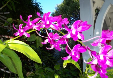 Flowers on the Caribbean Islands  - white, sky, purple, pink, flowers, photography, blue, green