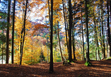 Autumn in the forest - colours, trees, autumn, beauty, forest