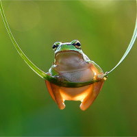 I'm a swinging frog