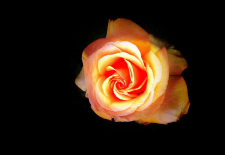 Orange Rose - black, yellow, brown, rose, orange, flower, dark, lighting