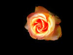 Orange Rose