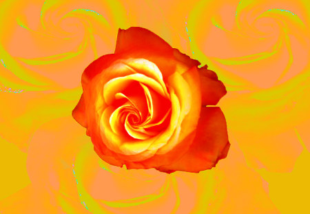 Red Rose - two tone rose, red, orange, rose, flower