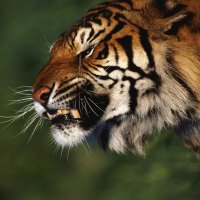 Terrible-tiger