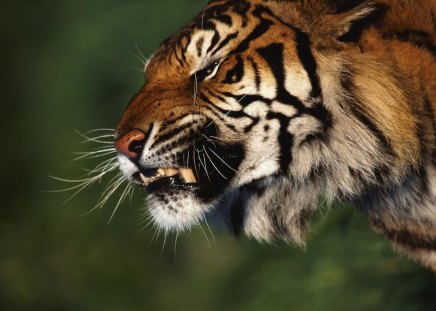 Terrible-tiger - wild cat, animal, tiger, head, big cat