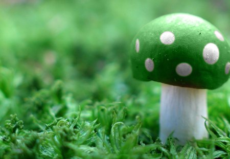 green mushroom - nice, mario, mushroom, cool, photography, green, awesome, photo