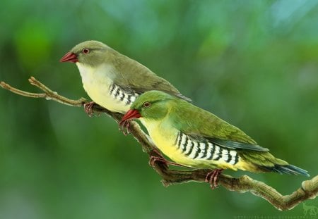 LoveLy birds - animal, green, love, birds