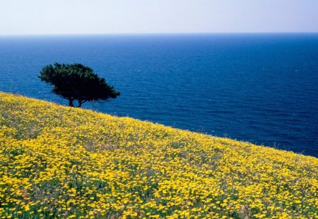 antiparos - nature, beach, yellow, tree, flowers, field