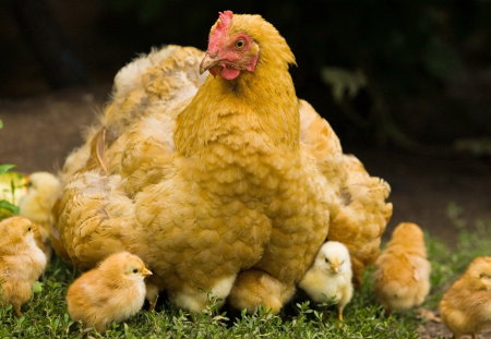 HAPPY FAMILY - hen, mother, kids, amazing, chicken, beautiful, family, animal, grass