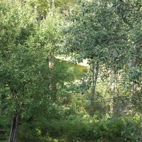 Pond beyond the trees