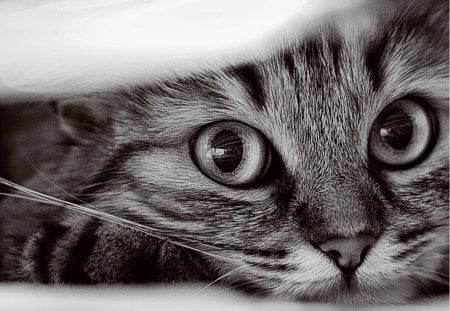 Adorable Cat - pretty, cat face, eyes, paws, kitten, cats, face, black and white, beautiful, photography, beauty, lovely, sweet, cat, cute, adorable, animals, kitty