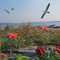 Beach and Flowers