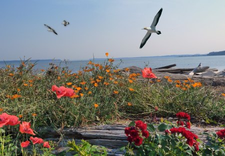 Beach and Flowers - wild flowers, beach, roses, bay, washington, driftwood, island, log, poppies, firefox persona, birds