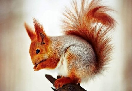 Red Squirrel - picture, cute, squirrel, red