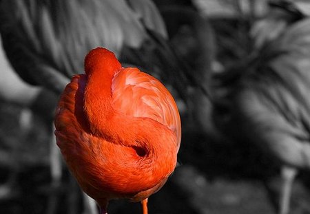 Flamingo on Rest - on rest, picture, flamingo, beautiful