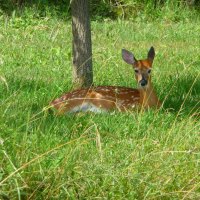 Deer in Grass