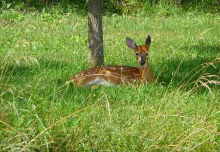 Deer in Grass - beautiful, in grass, deer, picture