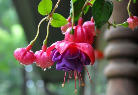 Pretty-Fuchsia - pretty, flowers, picture, fuchsia