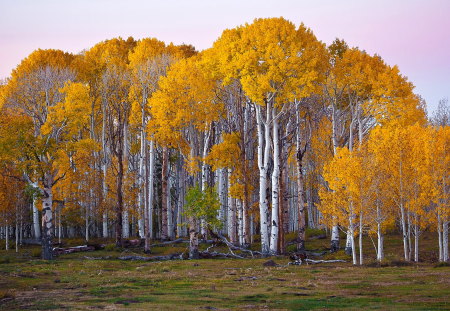 Forest autumn - fields, nature, autumn, forest, photography, beautiful