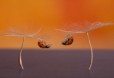 Ladybugs - ladybug, abstract, ladybird, dandelion, bug, flower seeds