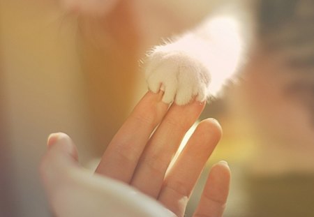 touch - white, cute, touch, kitten, lovely, cat, hand, paw