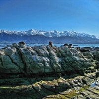 Seal Colony, Kaikoura, South Island, New Zealand