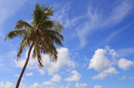 View from my chair - clouds, blue, tree, sky, palm