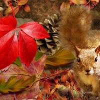 Squirrel Autumn