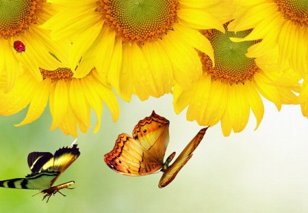 Sunflower Show - ladybug, autumn, sunflowers, butterfly, fall, lady bug