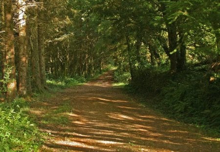 Path Into The Forest - leaves, forest, trees, road