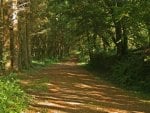 Path Into The Forest