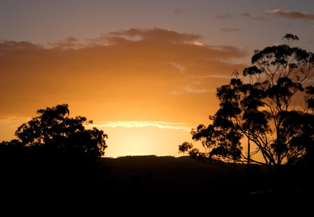 Breaking of the Dawn - nature, trees, golden sky, sunrise, other