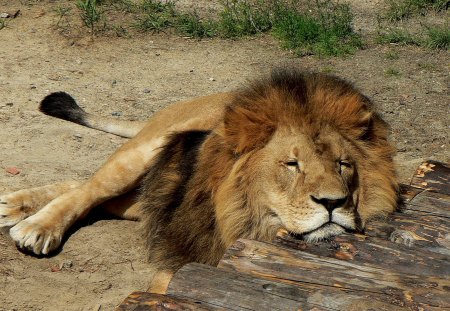 Sleeping Kitty - sleeping, fur, lion, cat, wild, kitty, big