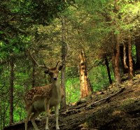 Curious Deer