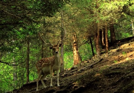 Curious Deer - hill, nature, woods, antlers, deer