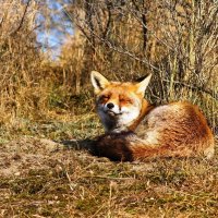 Laying Fox