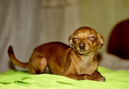 Suspicious Dog - squinting, fur, chihuahua, ears, eyes, dog