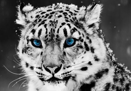 Snow Leopard - fur, leopard, snow, eyes, kitty