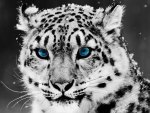 Snow Leopard