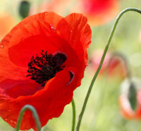 Pretty Poppy