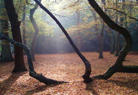 Arms - trees, beautiful, sesons, light, arms, leaves, forests, nature, autumn, shadows, background, sun