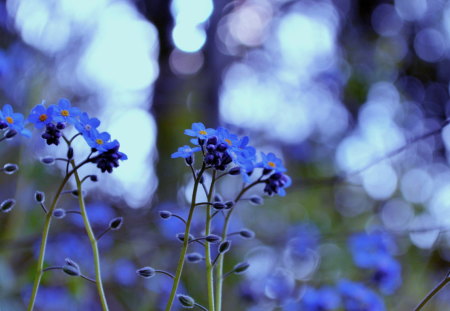 Blue Charm - reflections, blue, grass, light, flowers, macro, plants, motion blur, color