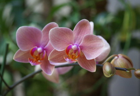 Lovely Pink Orchid - pink, orchid, beautiful, blossom, flowers, exotic