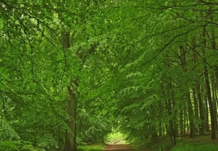 Deep in the Forest - leaves, forest, trees, trail