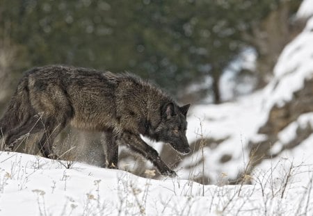 BLACK WOLF - black, hunter, predator, wolf, snow, dog, wildlife