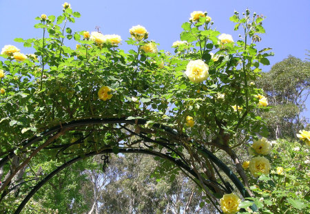 Rose Arch