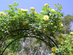 Rose Arch