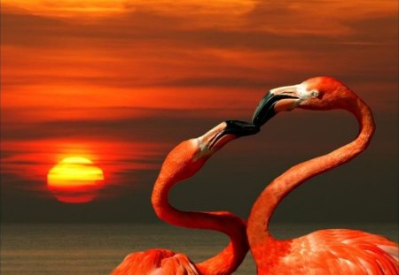 Flamingos In Sunset